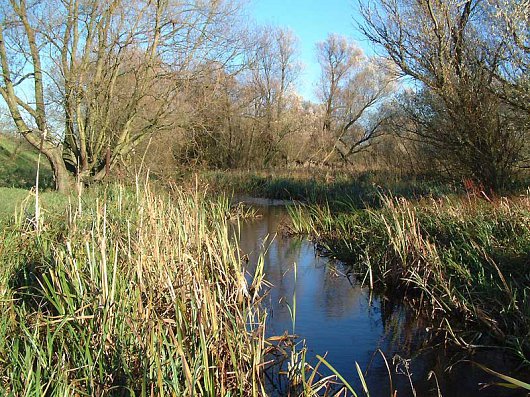 Reedmace and Willows in winter
